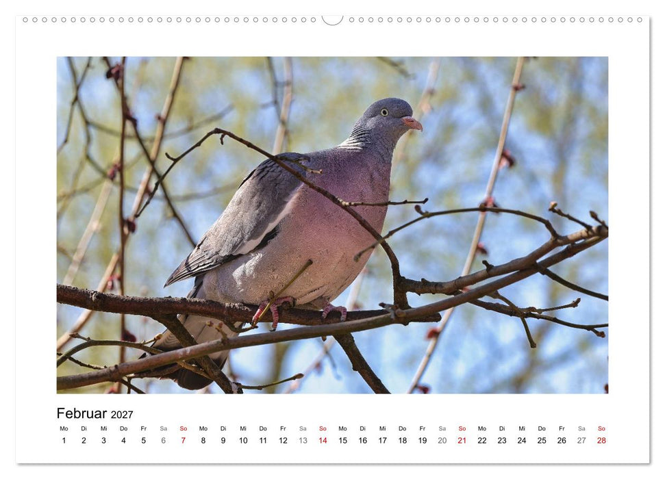 Ringeltauben, Boten der Gelassenheit (CALVENDO Wandkalender 2027)