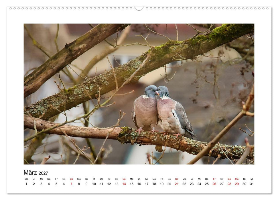 Ringeltauben, Boten der Gelassenheit (CALVENDO Wandkalender 2027)