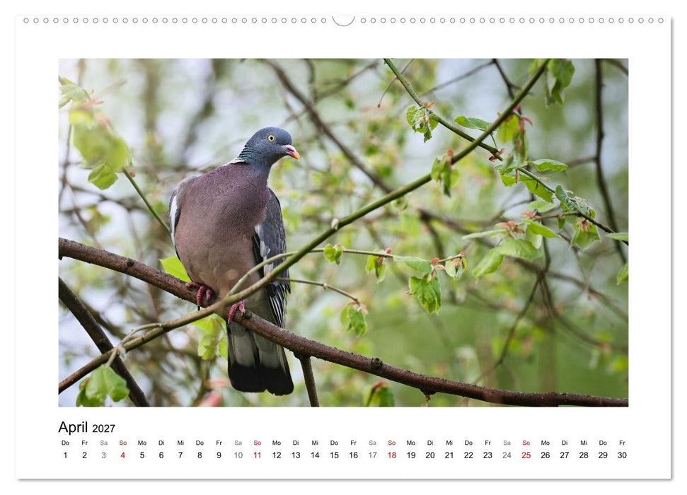 Ringeltauben, Boten der Gelassenheit (CALVENDO Wandkalender 2027)