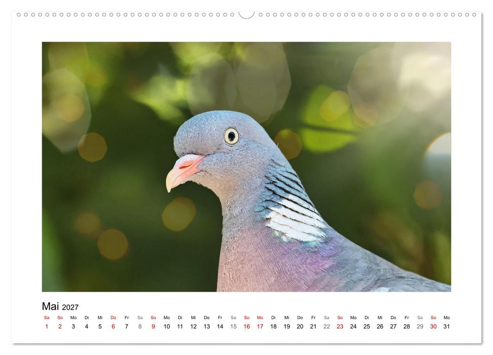 Ringeltauben, Boten der Gelassenheit (CALVENDO Wandkalender 2027)