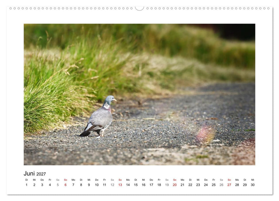 Ringeltauben, Boten der Gelassenheit (CALVENDO Wandkalender 2027)