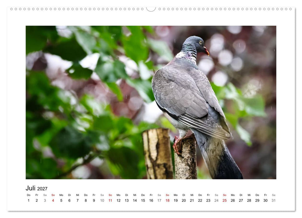 Ringeltauben, Boten der Gelassenheit (CALVENDO Premium Wandkalender 2027)