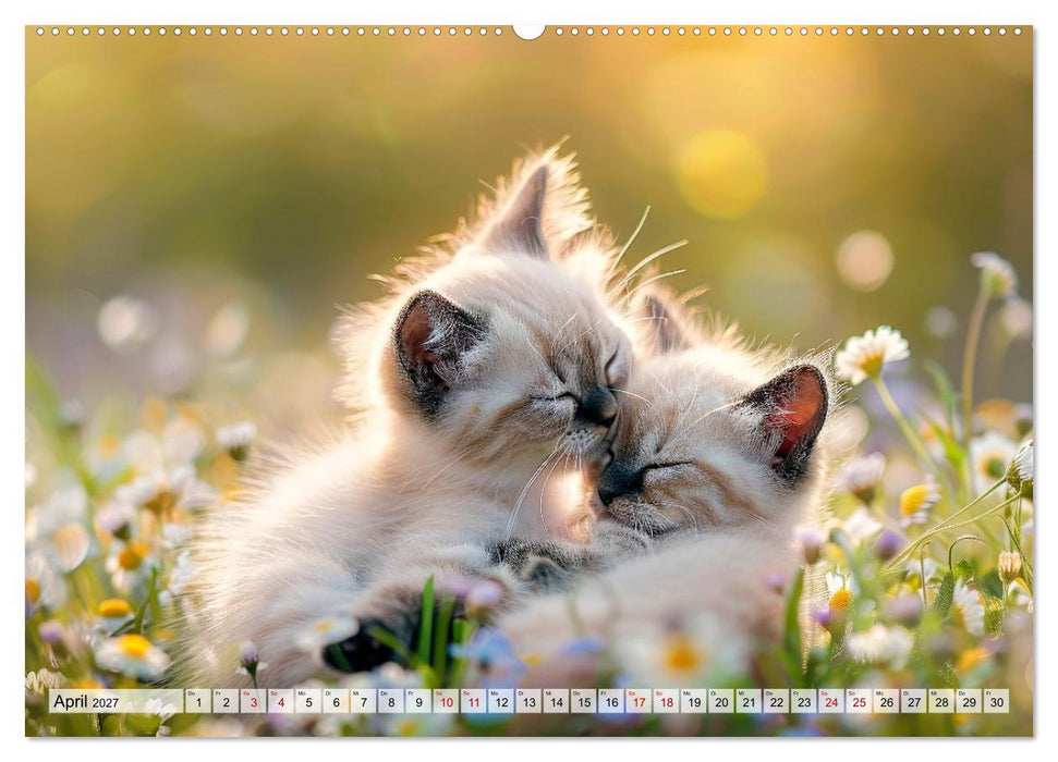 Katzenbabys - Schnurrmomente für jeden Monat (CALVENDO Premium Wandkalender 2027)