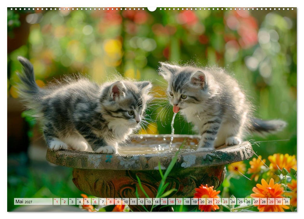 Katzenbabys - Schnurrmomente für jeden Monat (CALVENDO Premium Wandkalender 2027)