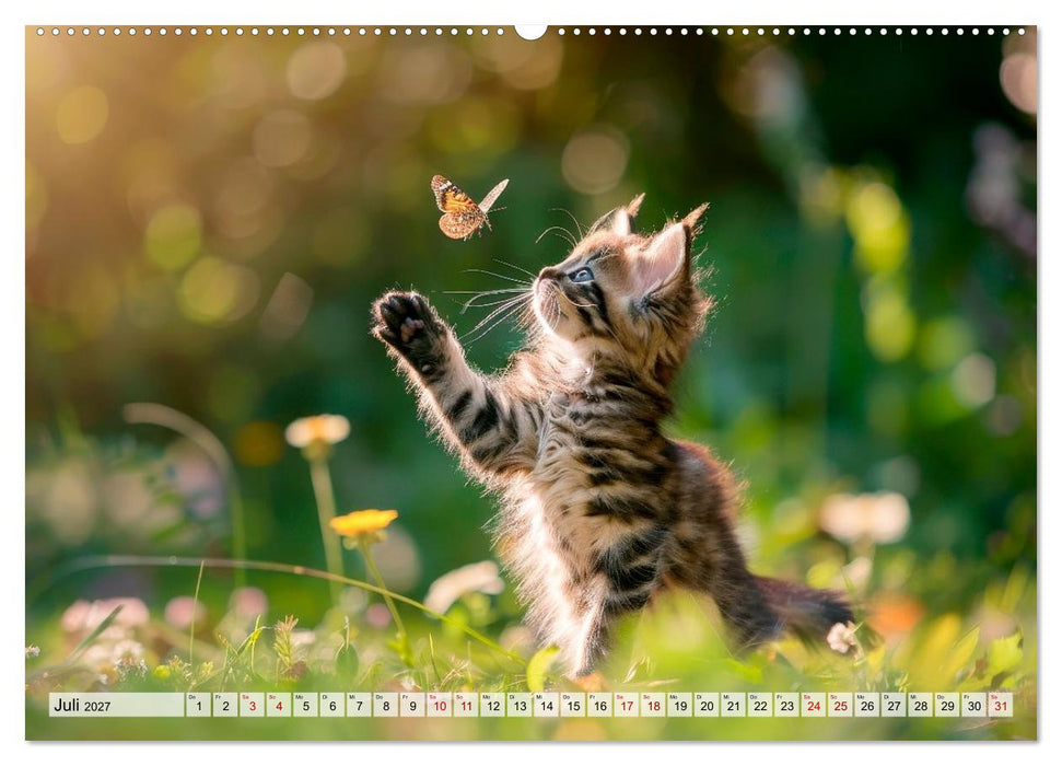 Katzenbabys - Schnurrmomente für jeden Monat (CALVENDO Premium Wandkalender 2027)