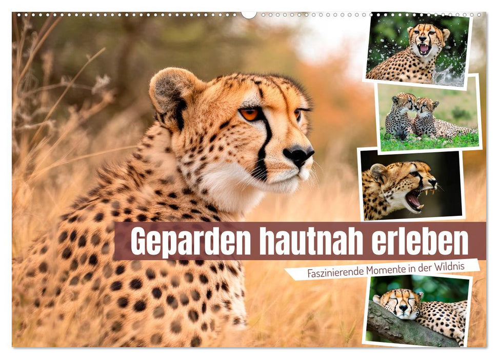 Geparden hautnah erleben (CALVENDO Wandkalender 2027)