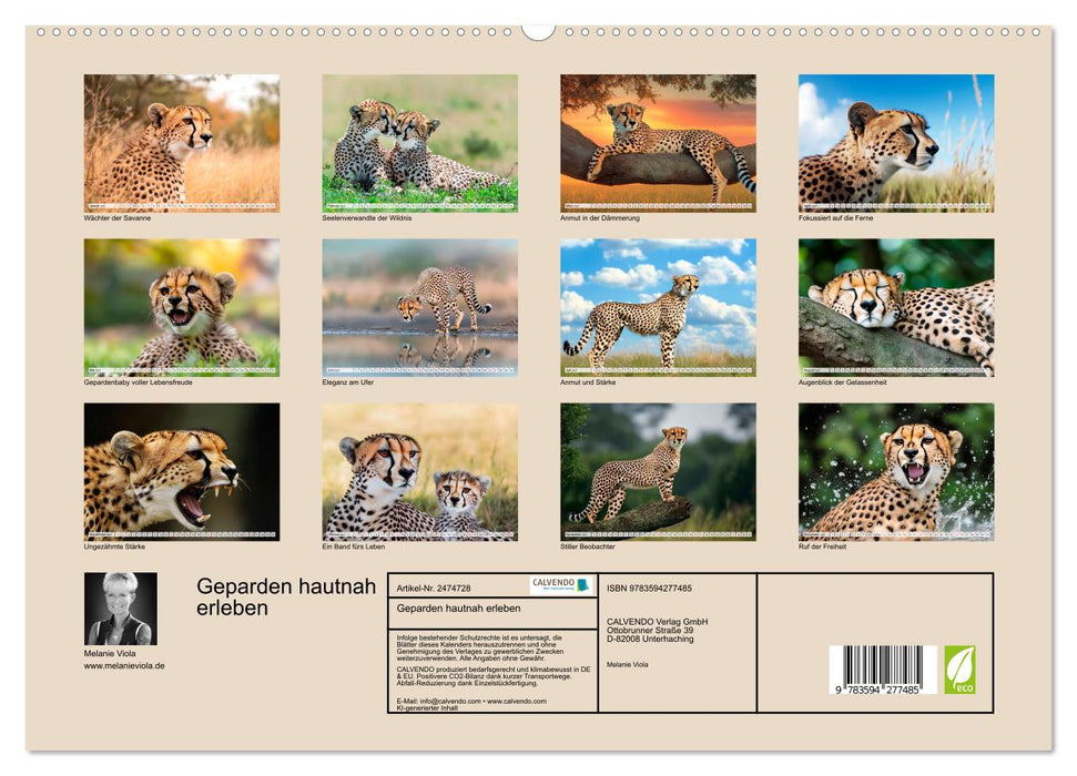 Geparden hautnah erleben (CALVENDO Wandkalender 2027)