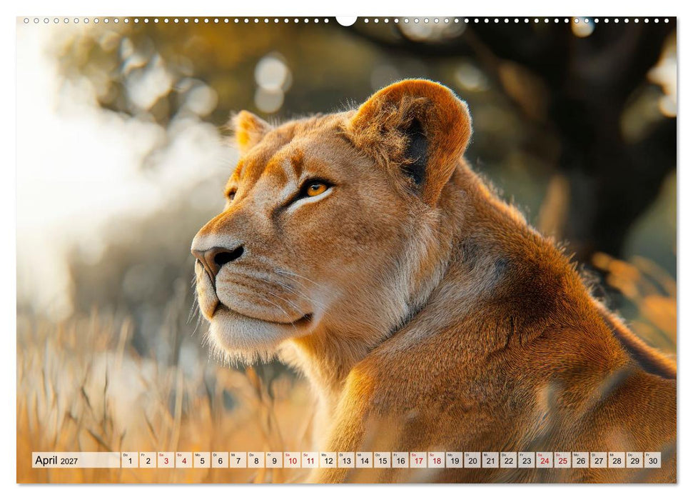 Majestätische Löwen - Die Seele Afrikas (CALVENDO Wandkalender 2027)