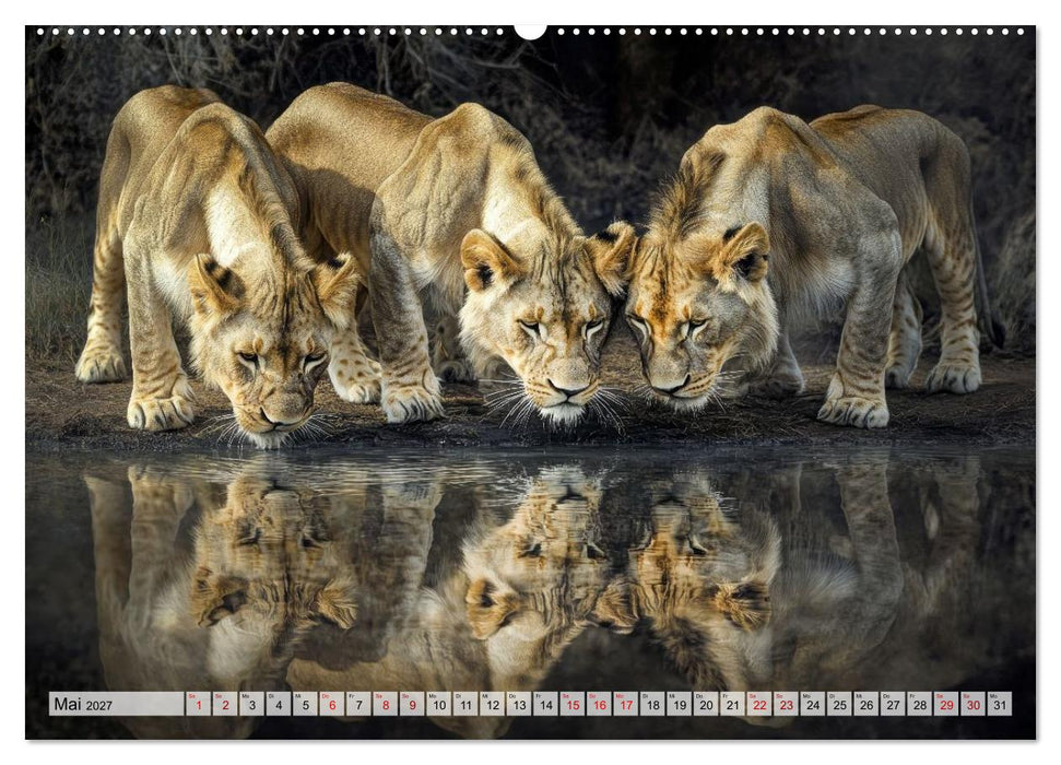 Majestätische Löwen - Die Seele Afrikas (CALVENDO Wandkalender 2027)