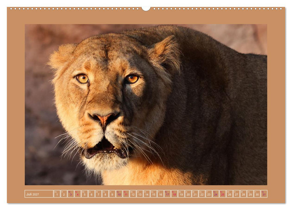 Porträt Wildcats (CALVENDO Premium Wandkalender 2027)