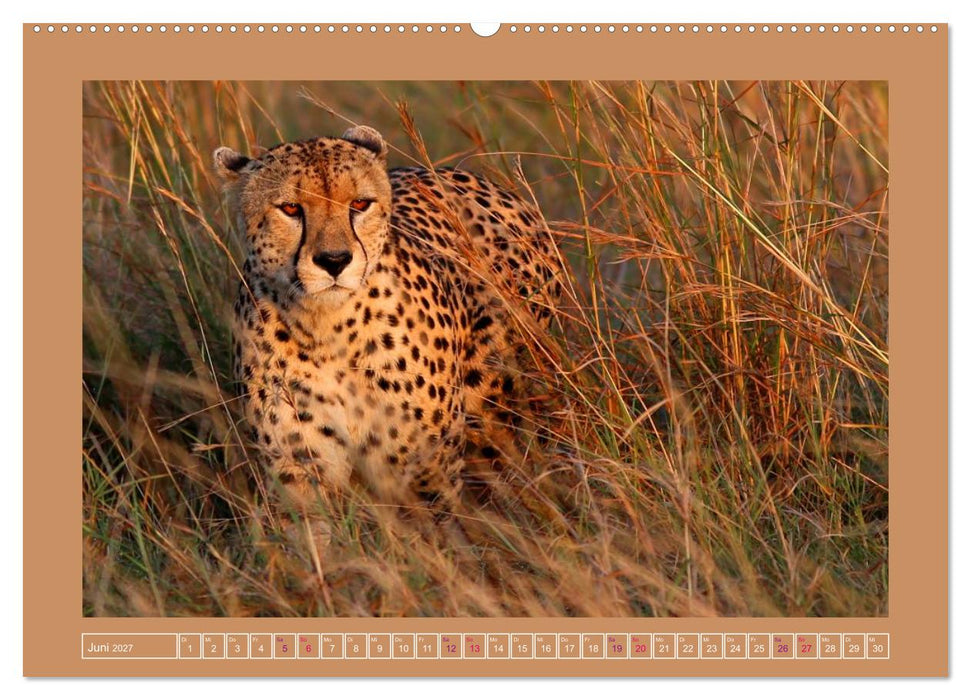 Porträt Wildcats (CALVENDO Wandkalender 2027)