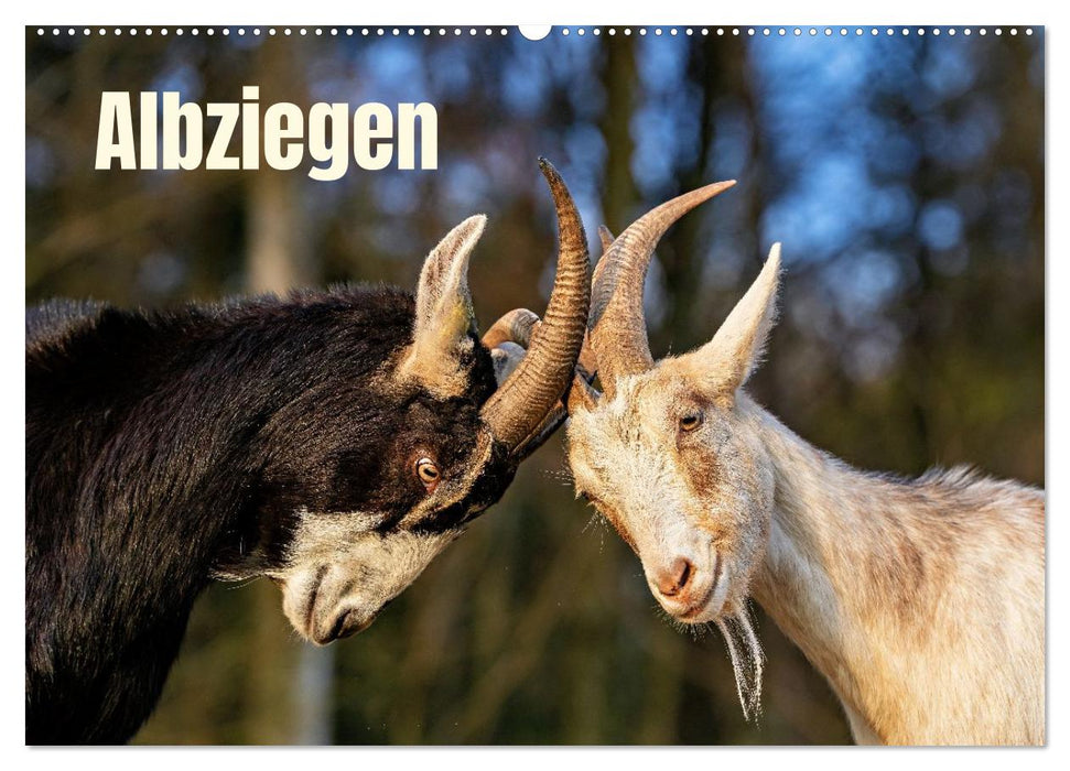 Albziegen (CALVENDO Wandkalender 2027)