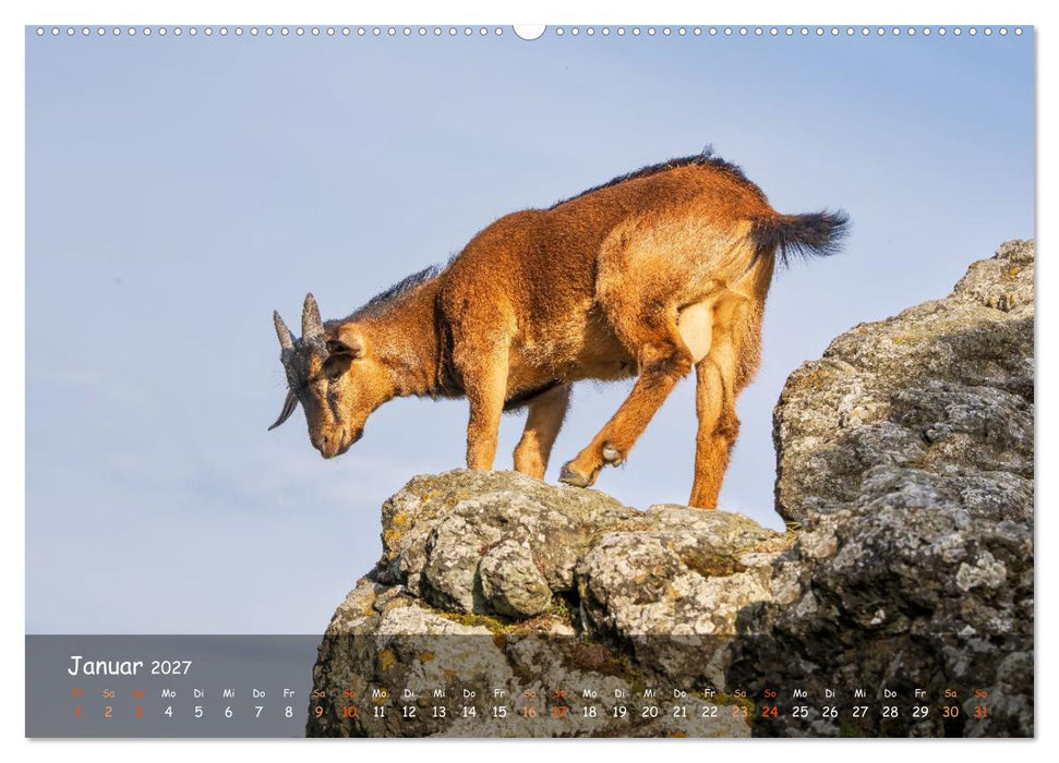 Albziegen (CALVENDO Wandkalender 2027)