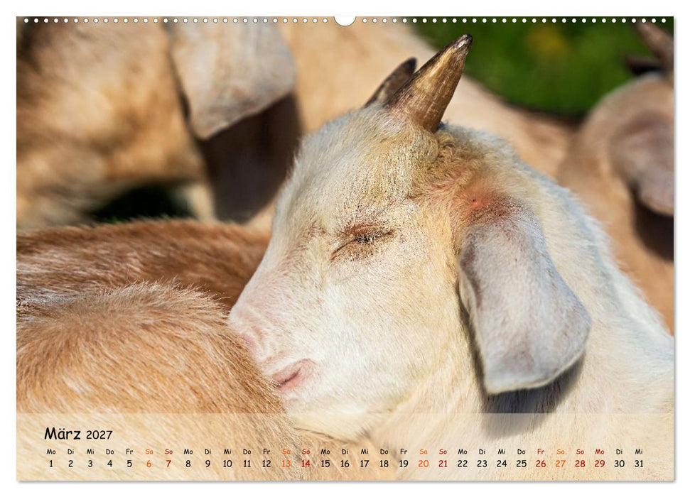 Albziegen (CALVENDO Wandkalender 2027)