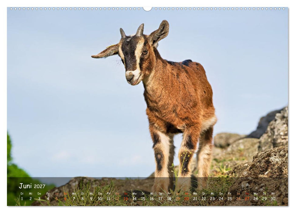 Albziegen (CALVENDO Wandkalender 2027)