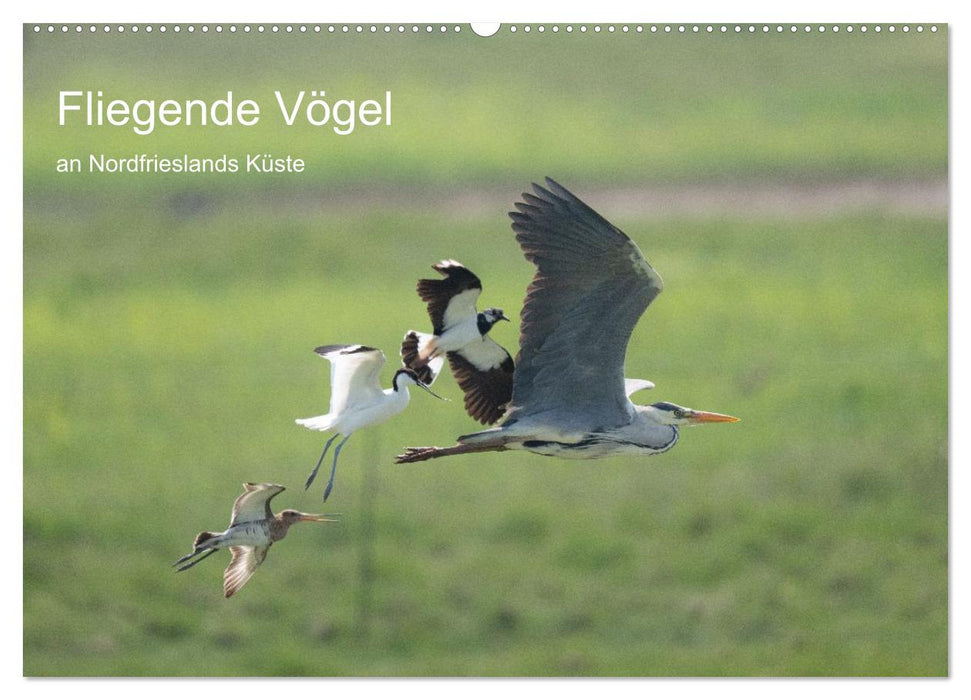 Fliegende Vögel an Nordfrieslands Küste (CALVENDO Wandkalender 2027)