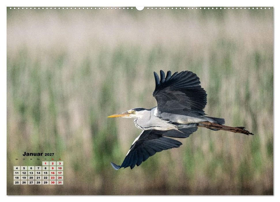 Fliegende Vögel an Nordfrieslands Küste (CALVENDO Wandkalender 2027)