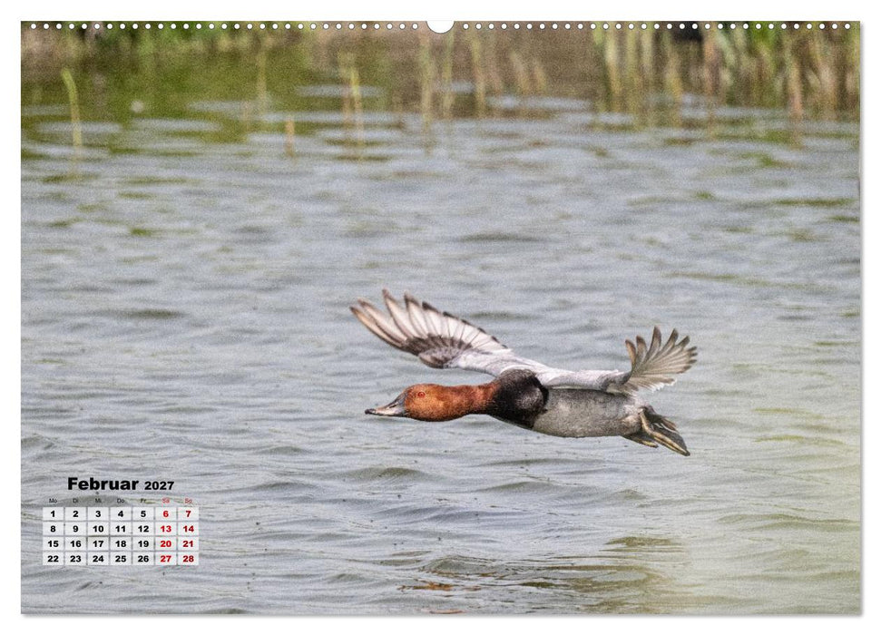 Fliegende Vögel an Nordfrieslands Küste (CALVENDO Wandkalender 2027)