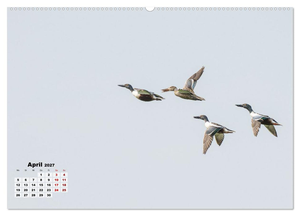 Fliegende Vögel an Nordfrieslands Küste (CALVENDO Wandkalender 2027)