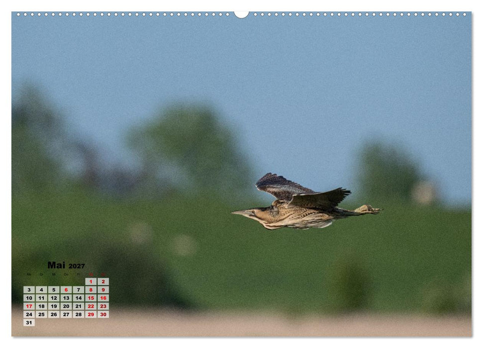 Fliegende Vögel an Nordfrieslands Küste (CALVENDO Wandkalender 2027)