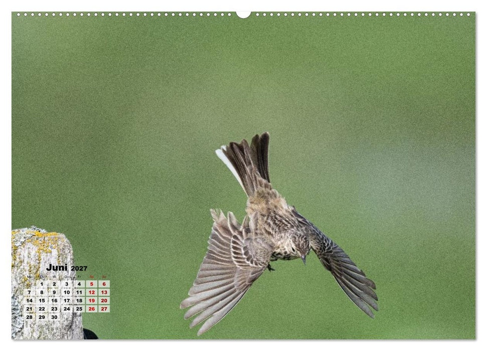 Fliegende Vögel an Nordfrieslands Küste (CALVENDO Wandkalender 2027)