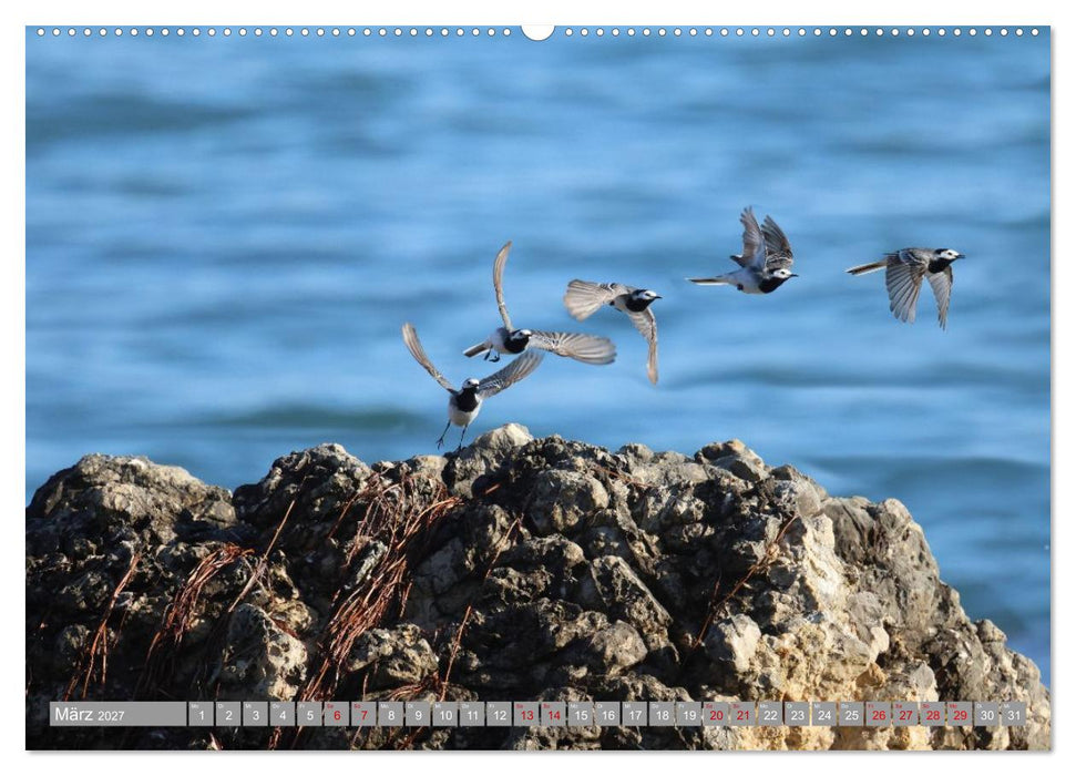 Vögel im Fluge - Ocells en vol (CALVENDO Premium Wandkalender 2027)