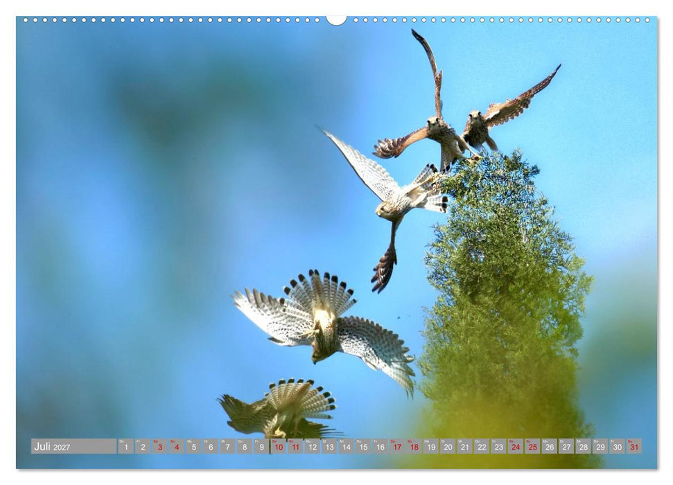 Vögel im Fluge - Ocells en vol (CALVENDO Premium Wandkalender 2027)