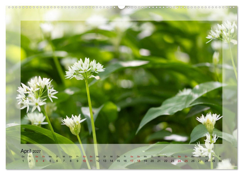 Jeden Monat schöne Blüten (CALVENDO Wandkalender 2027)