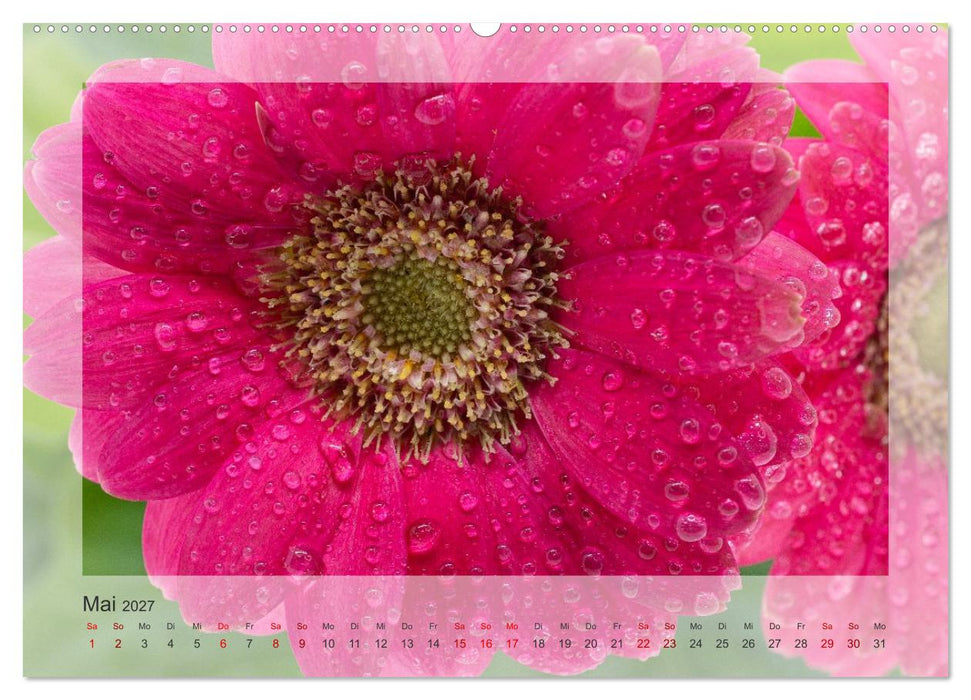 Jeden Monat schöne Blüten (CALVENDO Wandkalender 2027)