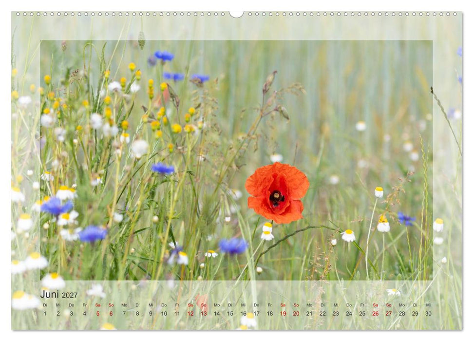 Jeden Monat schöne Blüten (CALVENDO Wandkalender 2027)