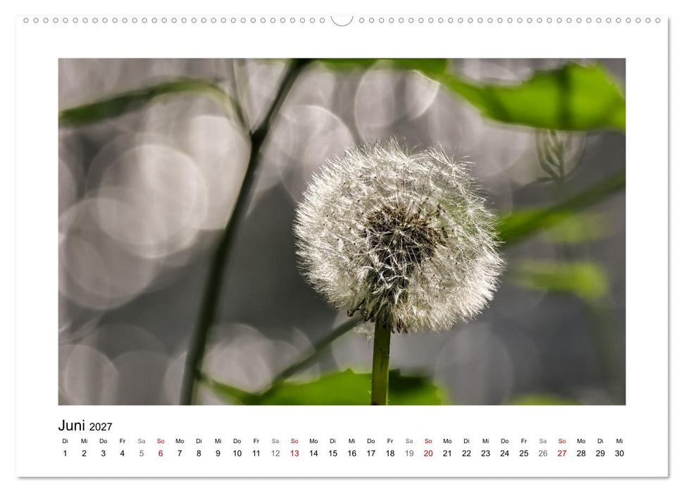 Bokehzauber (CALVENDO Premium Wandkalender 2027)