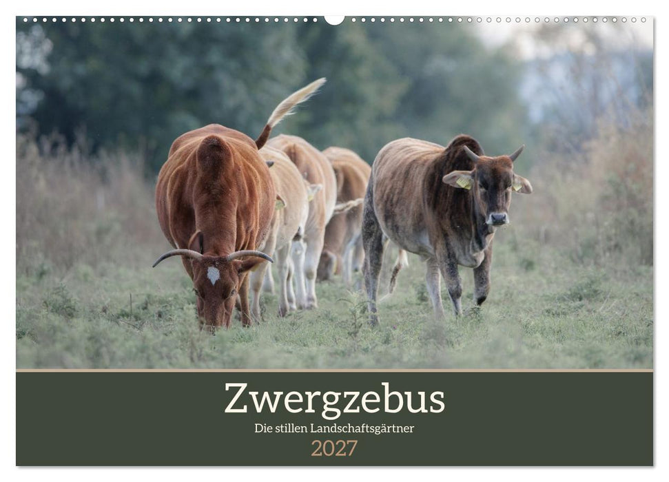 Zwergzebus - Die stillen Landschaftsgärtner (CALVENDO Wandkalender 2027)