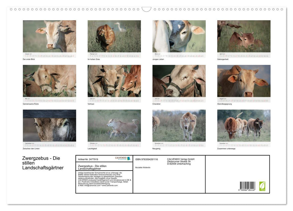 Zwergzebus - Die stillen Landschaftsgärtner (CALVENDO Wandkalender 2027)