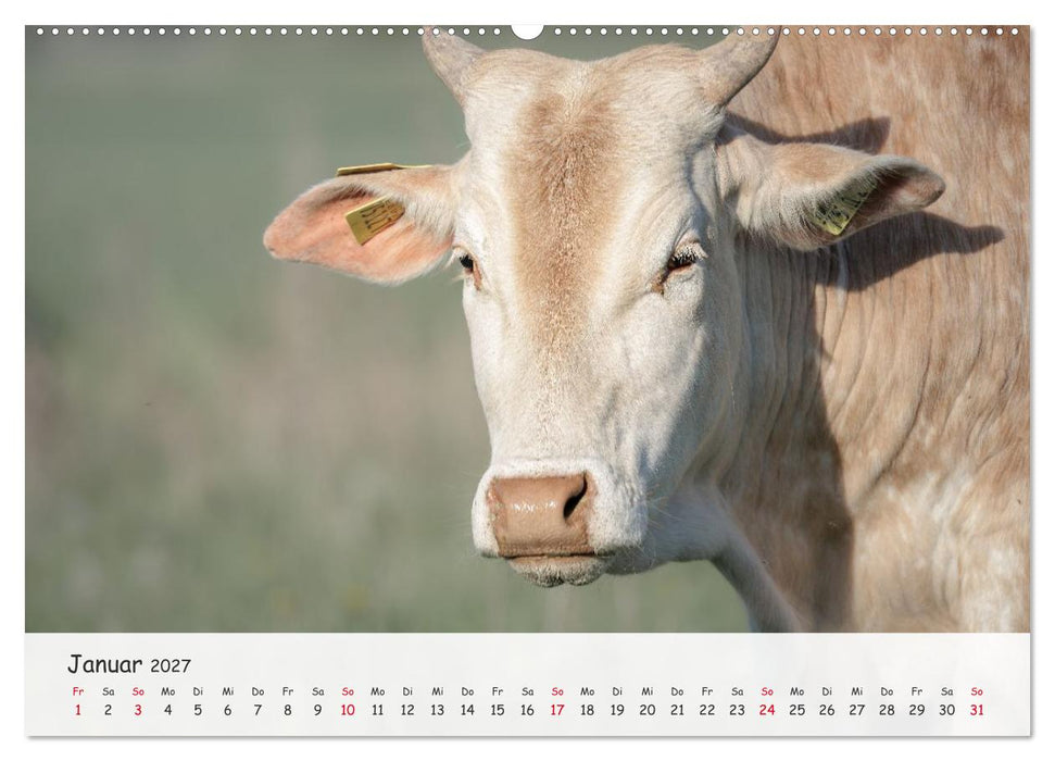 Zwergzebus - Die stillen Landschaftsgärtner (CALVENDO Wandkalender 2027)