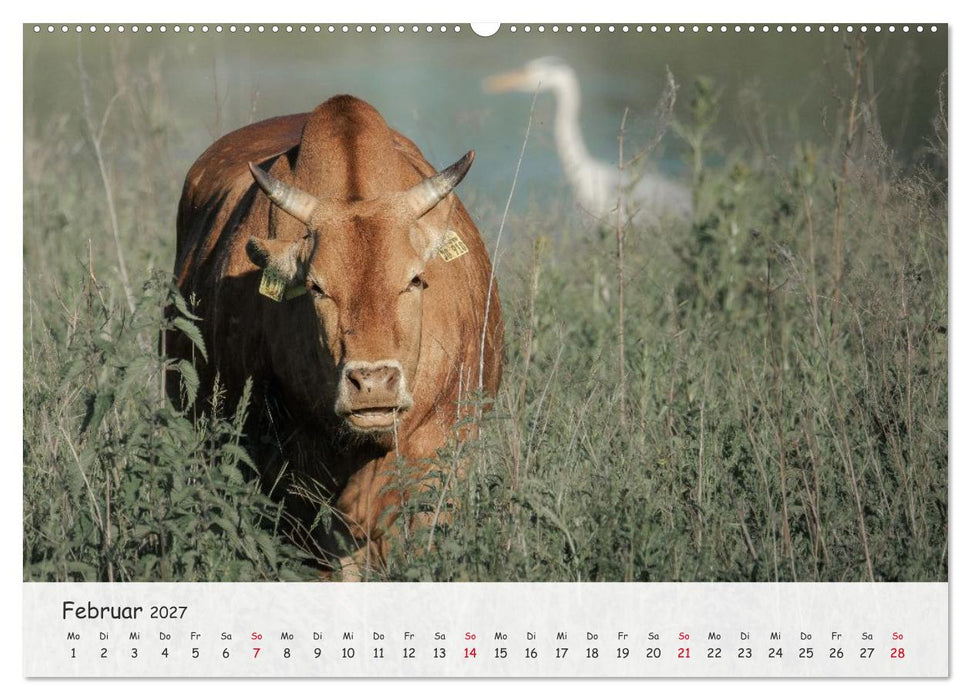 Zwergzebus - Die stillen Landschaftsgärtner (CALVENDO Wandkalender 2027)