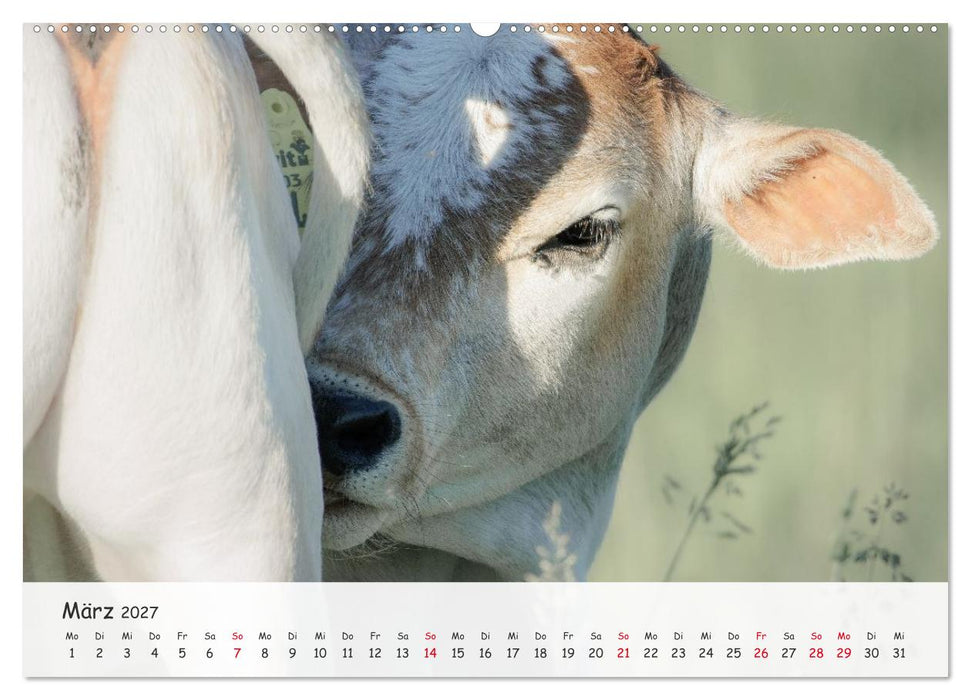 Zwergzebus - Die stillen Landschaftsgärtner (CALVENDO Wandkalender 2027)