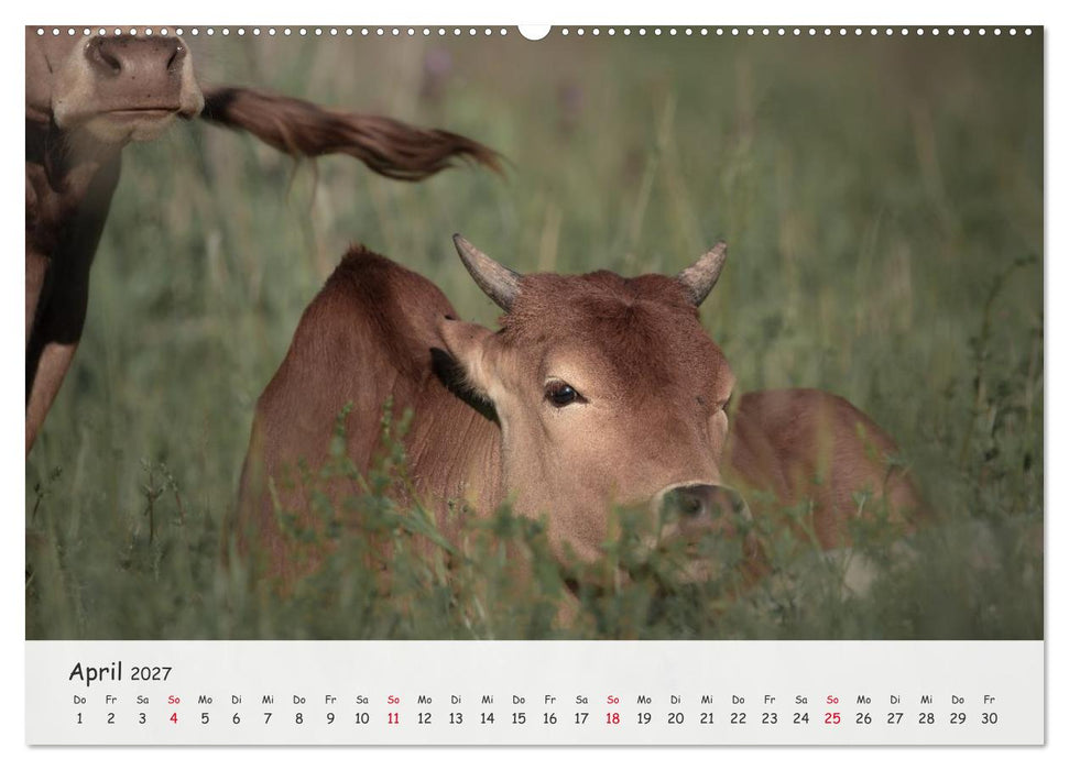 Zwergzebus - Die stillen Landschaftsgärtner (CALVENDO Wandkalender 2027)