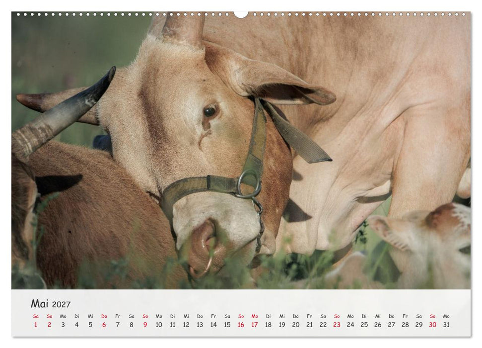 Zwergzebus - Die stillen Landschaftsgärtner (CALVENDO Wandkalender 2027)
