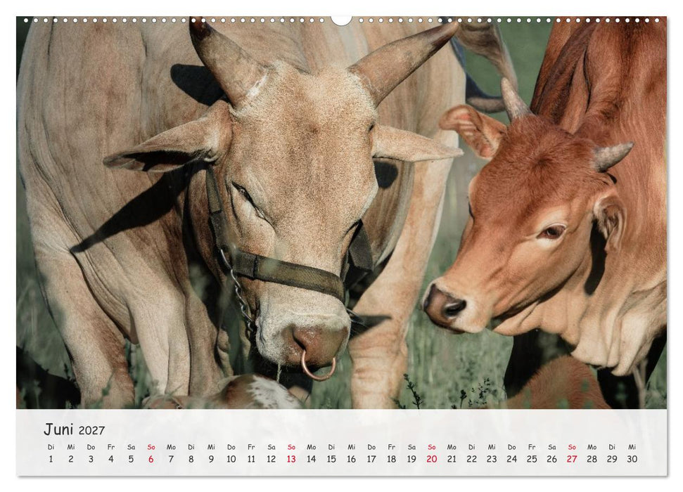 Zwergzebus - Die stillen Landschaftsgärtner (CALVENDO Wandkalender 2027)