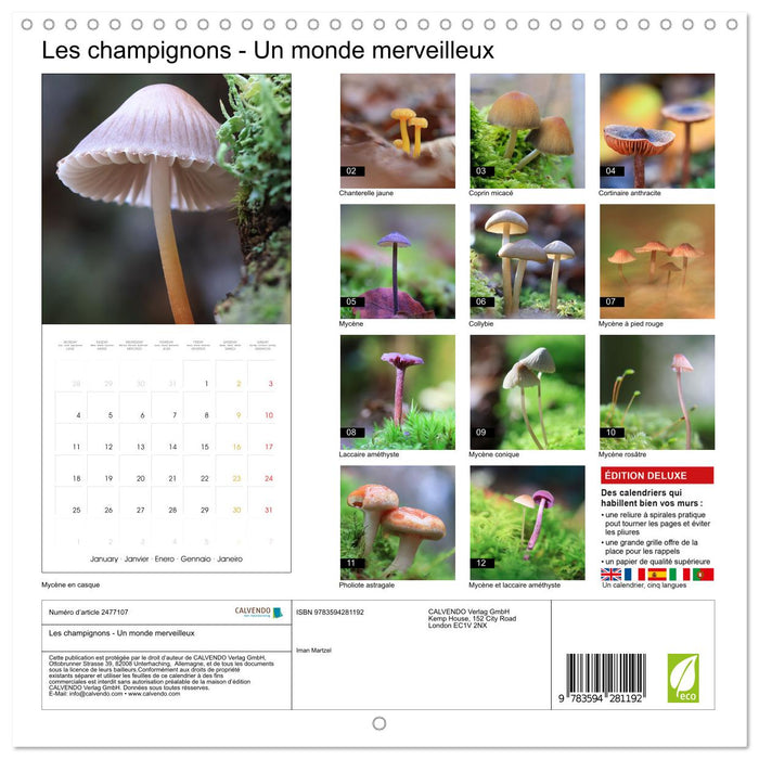 Les champignons - Un monde merveilleux (CALVENDO Calendrier mensuel 2027)