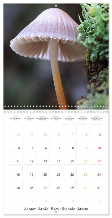 Les champignons - Un monde merveilleux (CALVENDO Calendrier mensuel 2027)