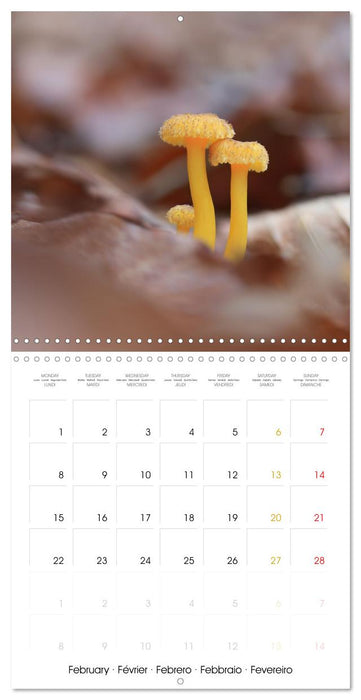 Les champignons - Un monde merveilleux (CALVENDO Calendrier mensuel 2027)