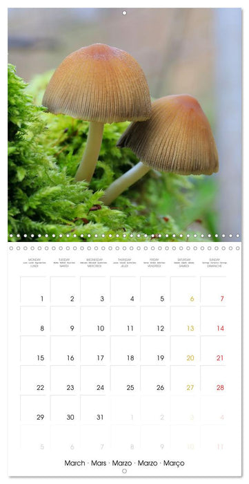 Les champignons - Un monde merveilleux (CALVENDO Calendrier mensuel 2027)