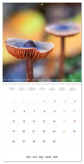Les champignons - Un monde merveilleux (CALVENDO Calendrier mensuel 2027)