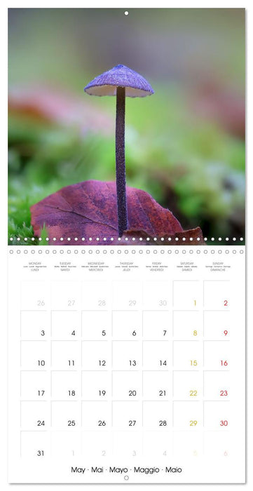 Les champignons - Un monde merveilleux (CALVENDO Calendrier mensuel 2027)