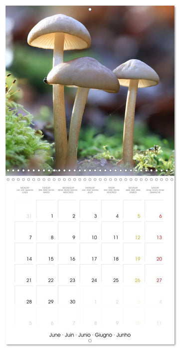 Les champignons - Un monde merveilleux (CALVENDO Calendrier mensuel 2027)