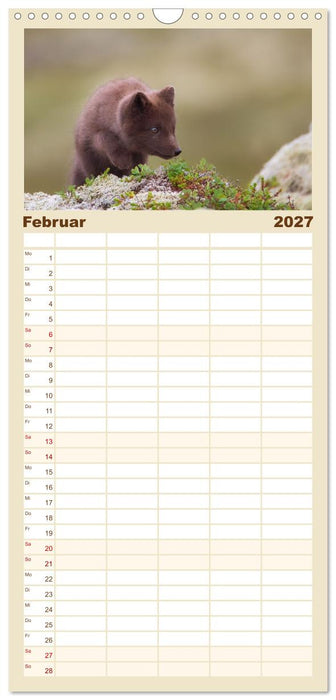 Polarfuchs-Welpen (CALVENDO Familienplaner 2027)
