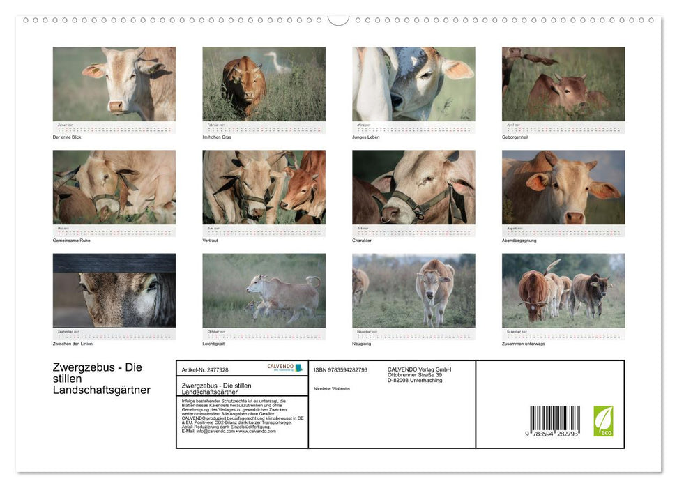 Zwergzebus - Die stillen Landschaftsgärtner (CALVENDO Premium Wandkalender 2027)
