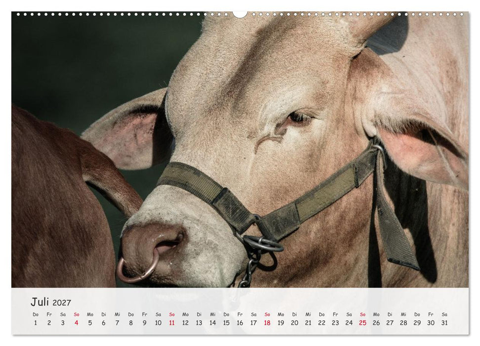 Zwergzebus - Die stillen Landschaftsgärtner (CALVENDO Premium Wandkalender 2027)