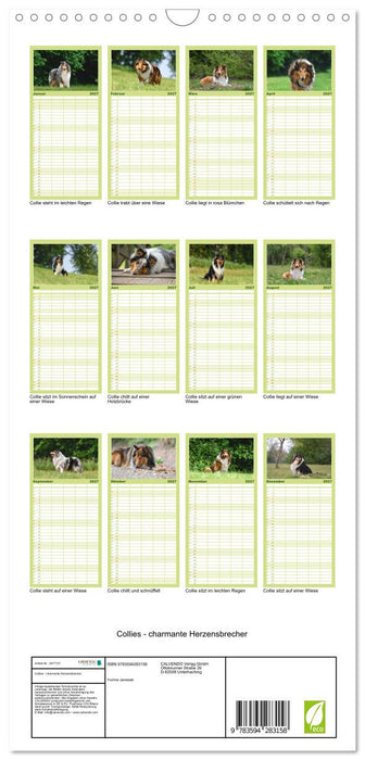 Collies - charmante Herzensbrecher (CALVENDO Familienplaner 2027)
